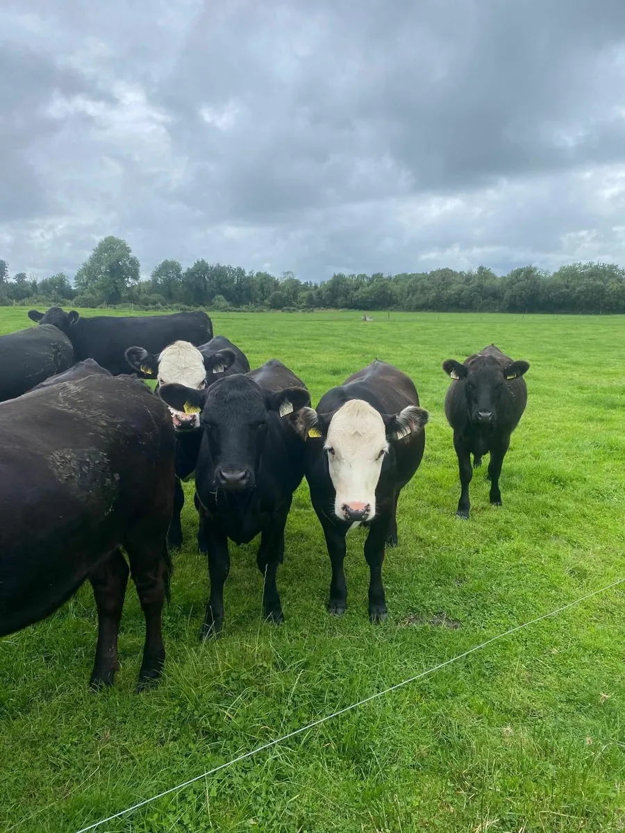 Organic Cattle Sale - Image 1