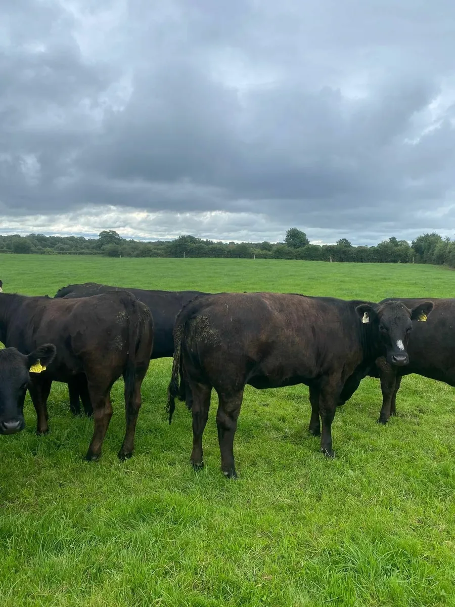 Organic Cattle Sale - Image 2