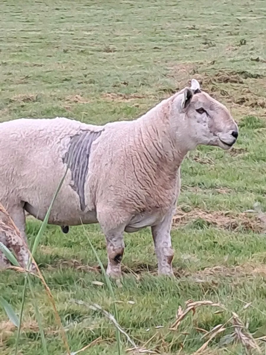 Ram X.Cheviot - long ram - ideal for Hoggets - Image 3