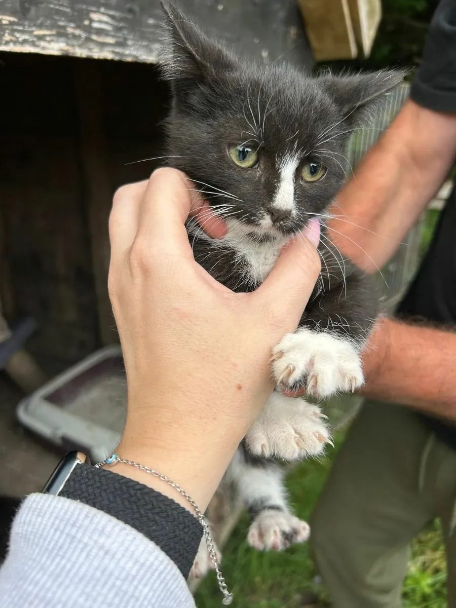 Kittens