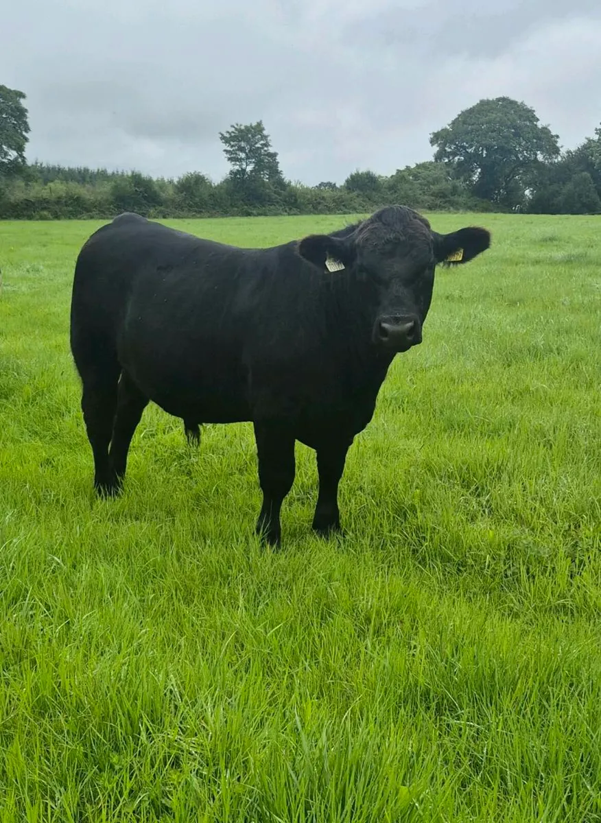 PB Angus bull . 4 star easy calving. - Image 1
