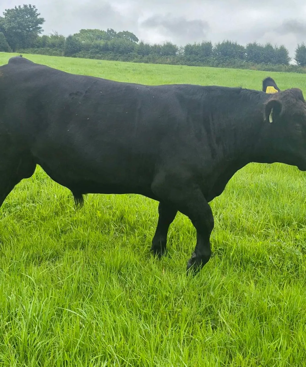 PB Angus bull . 4 star easy calving. - Image 2