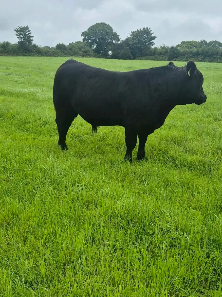 PB Angus bull . 4 star easy calving. - Image 3
