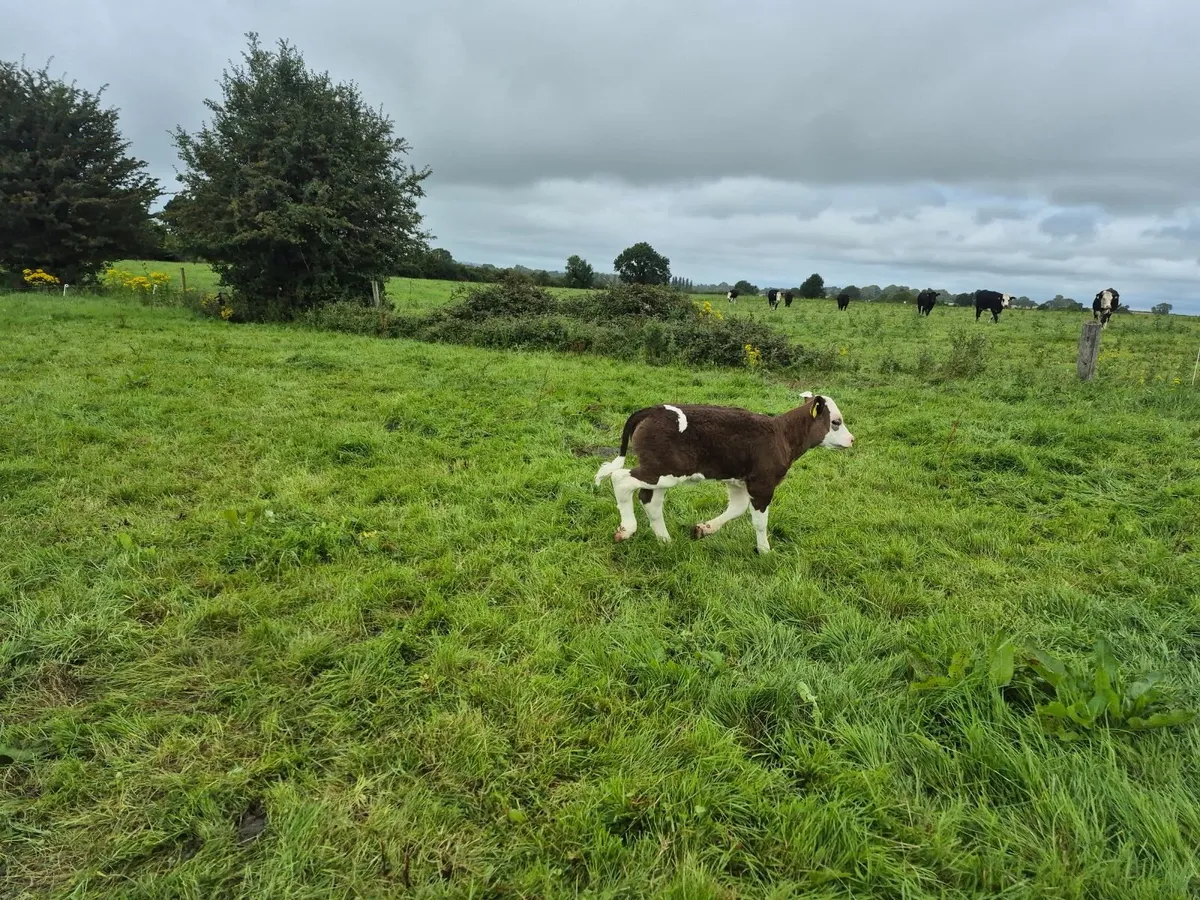 livestock - Image 1