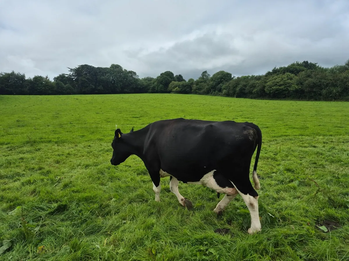 livestock - Image 4