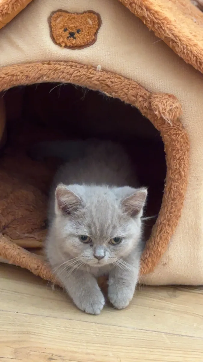 🐾 Adorable British Shorthair Kitten for Sale 🐾 - Image 2