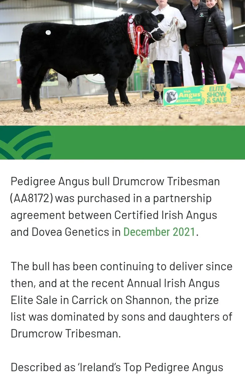 PB Angus bull . 4 star easy calving. - Image 4