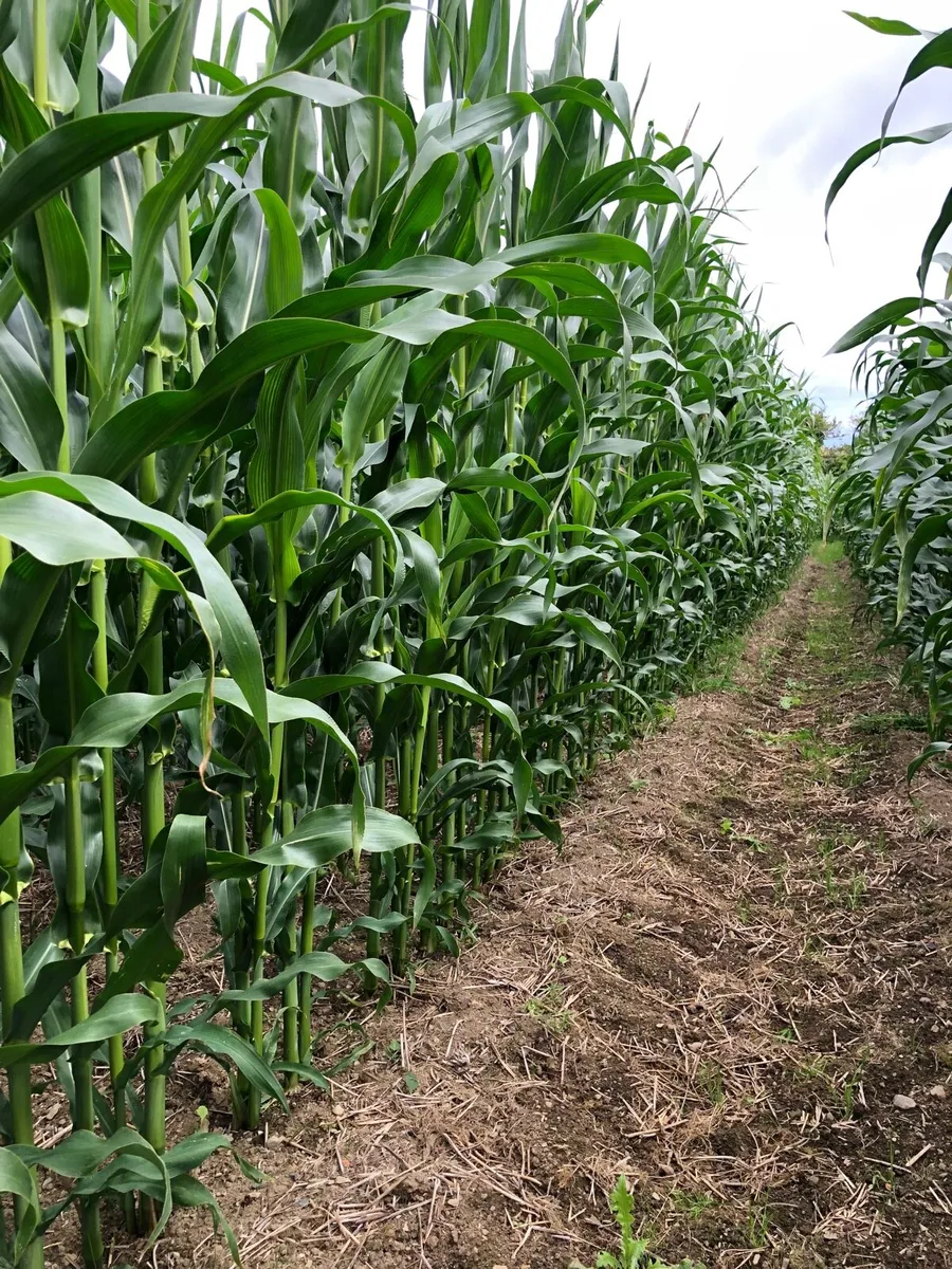 Maize Silage - Image 1