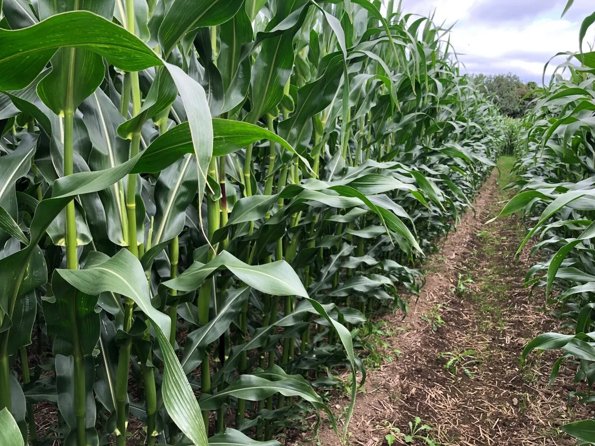 Maize Silage - Image 2