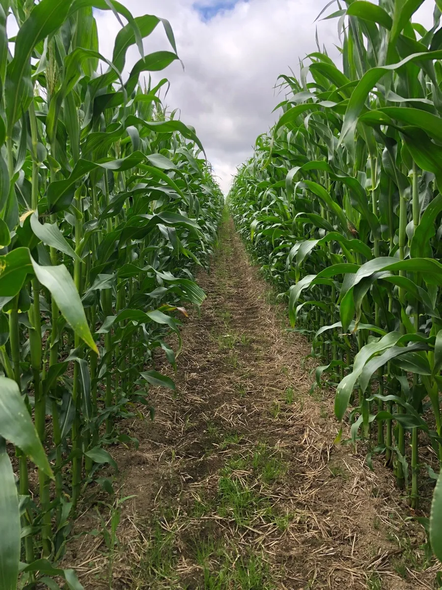Maize Silage - Image 3