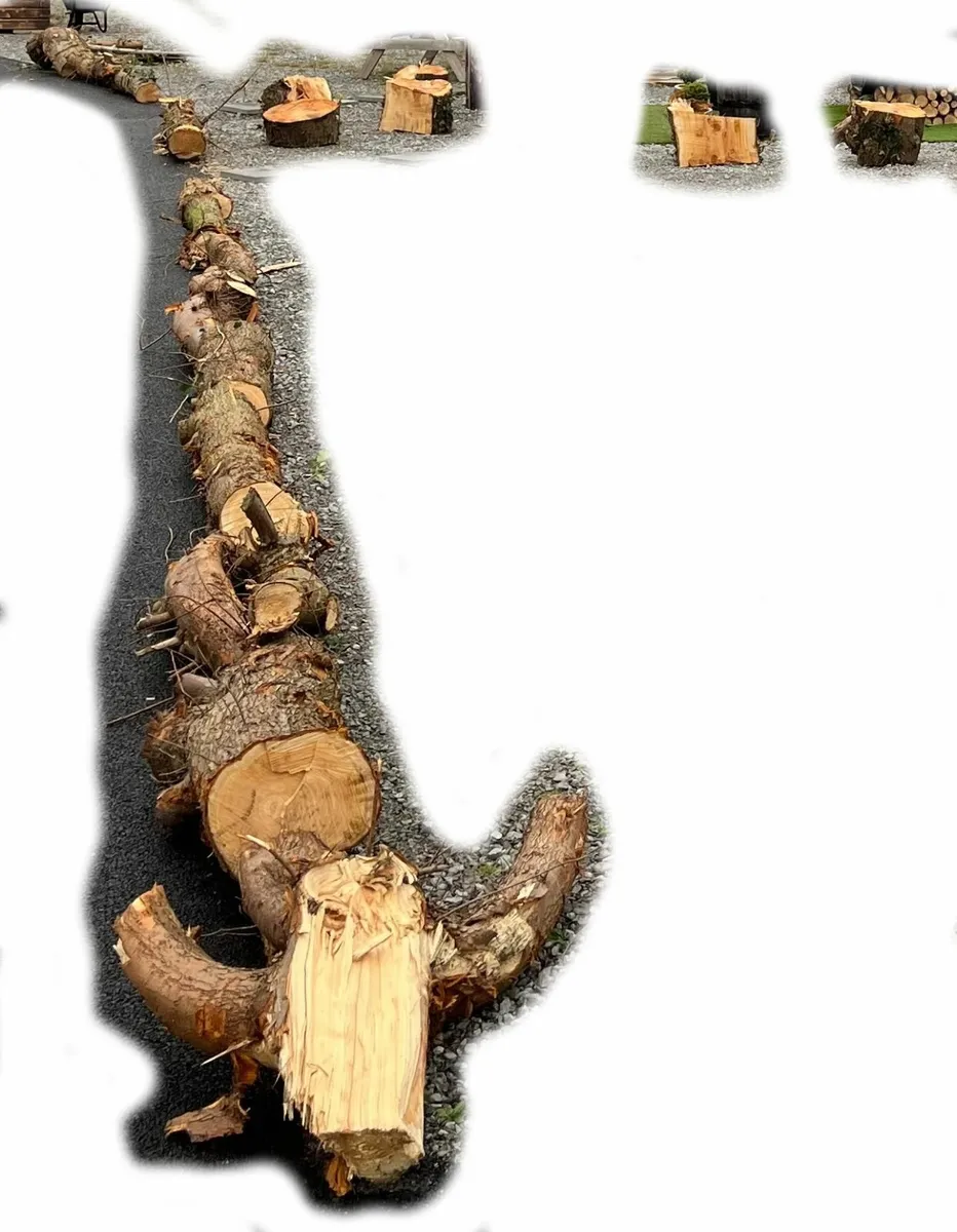 Logs | Leylandii Tree Mostly - Image 1