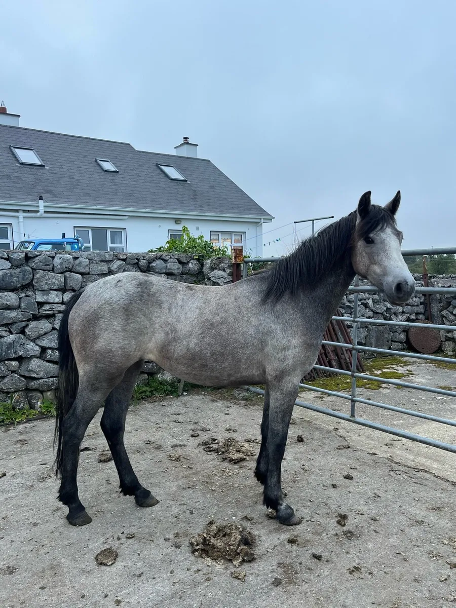 2 year old filly - Image 2
