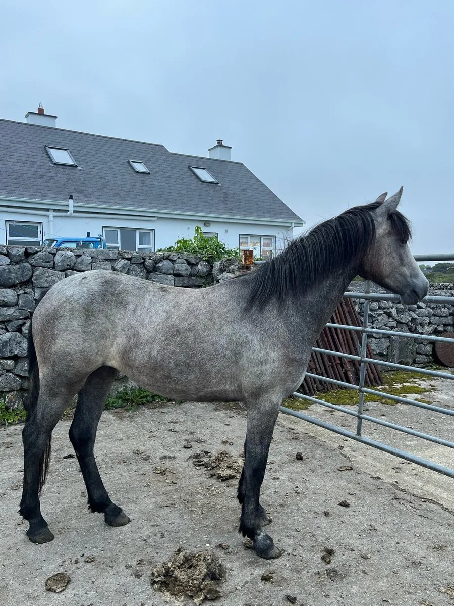 2 year old filly - Image 3