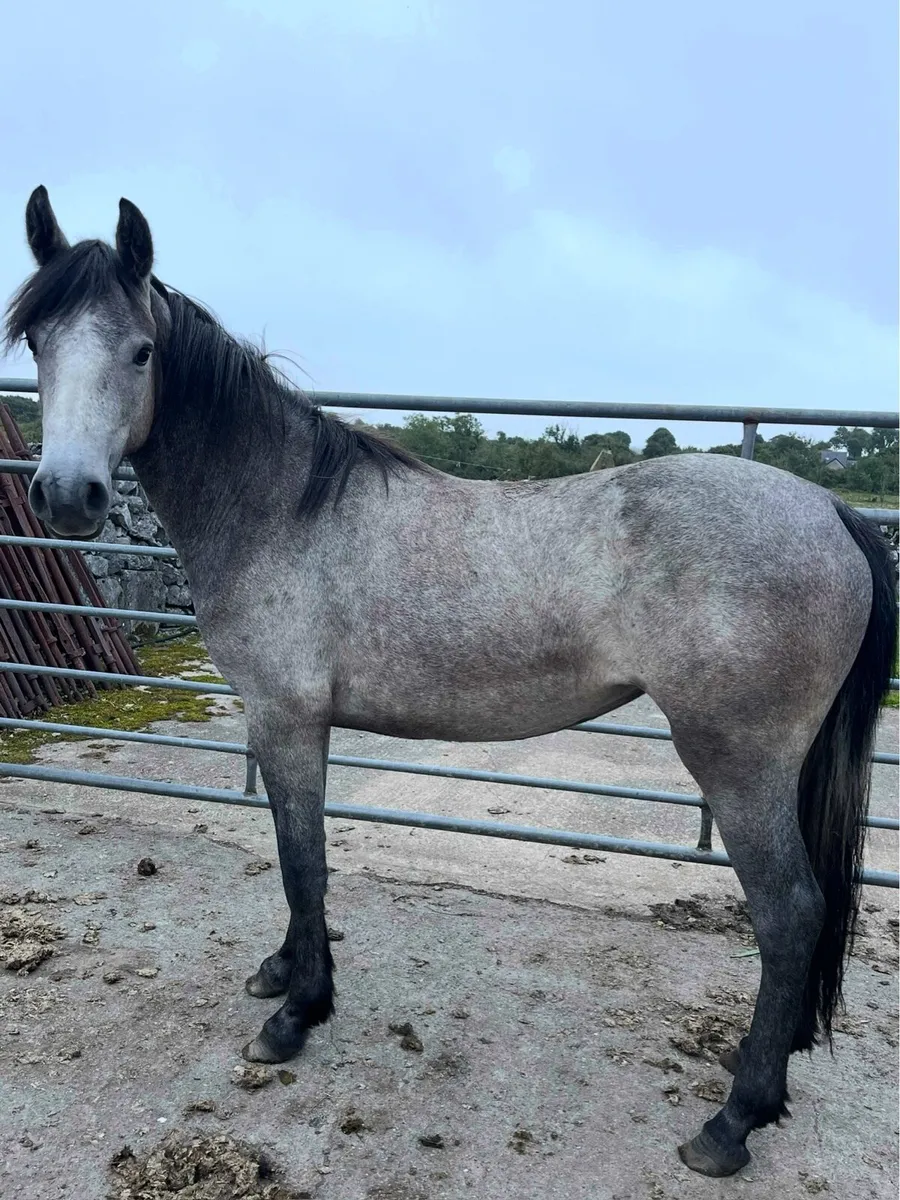 2 year old filly - Image 4