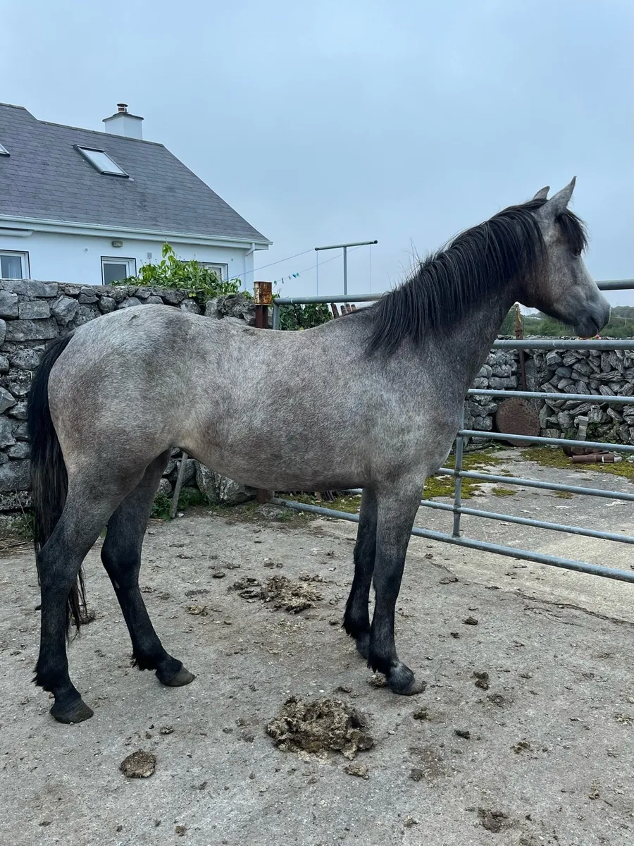 2 year old filly - Image 1