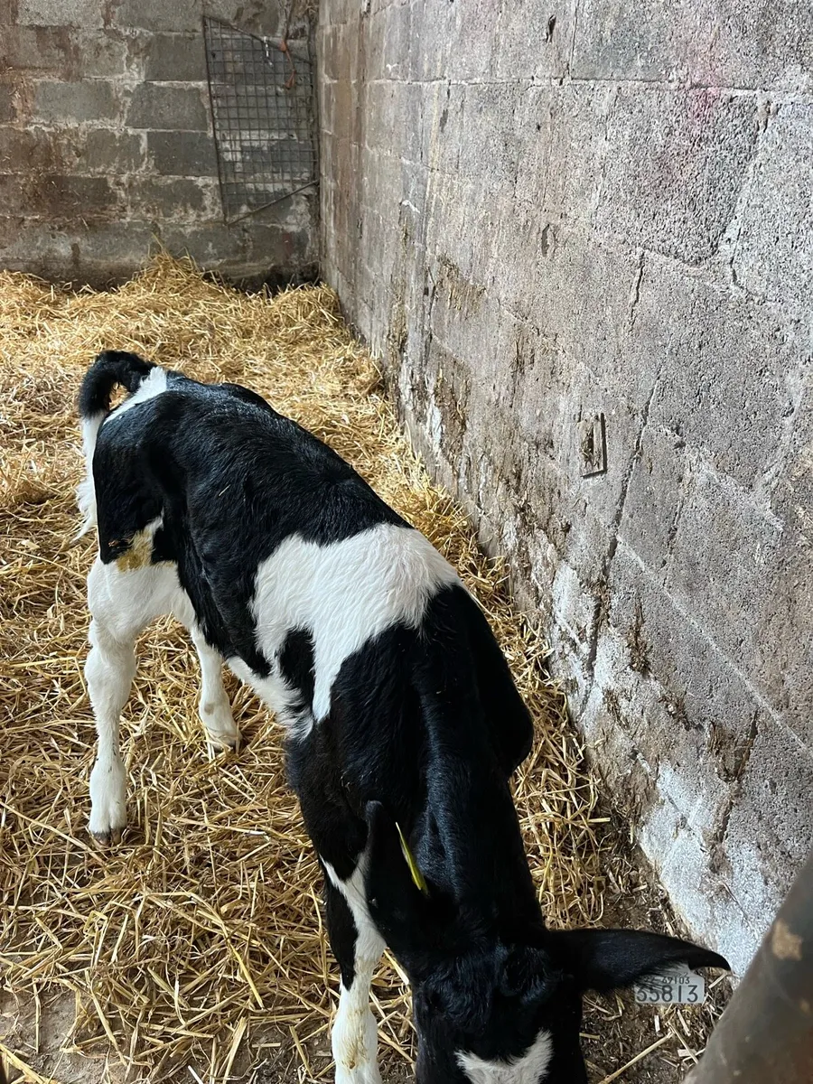 Fr Heifer calf - Image 1