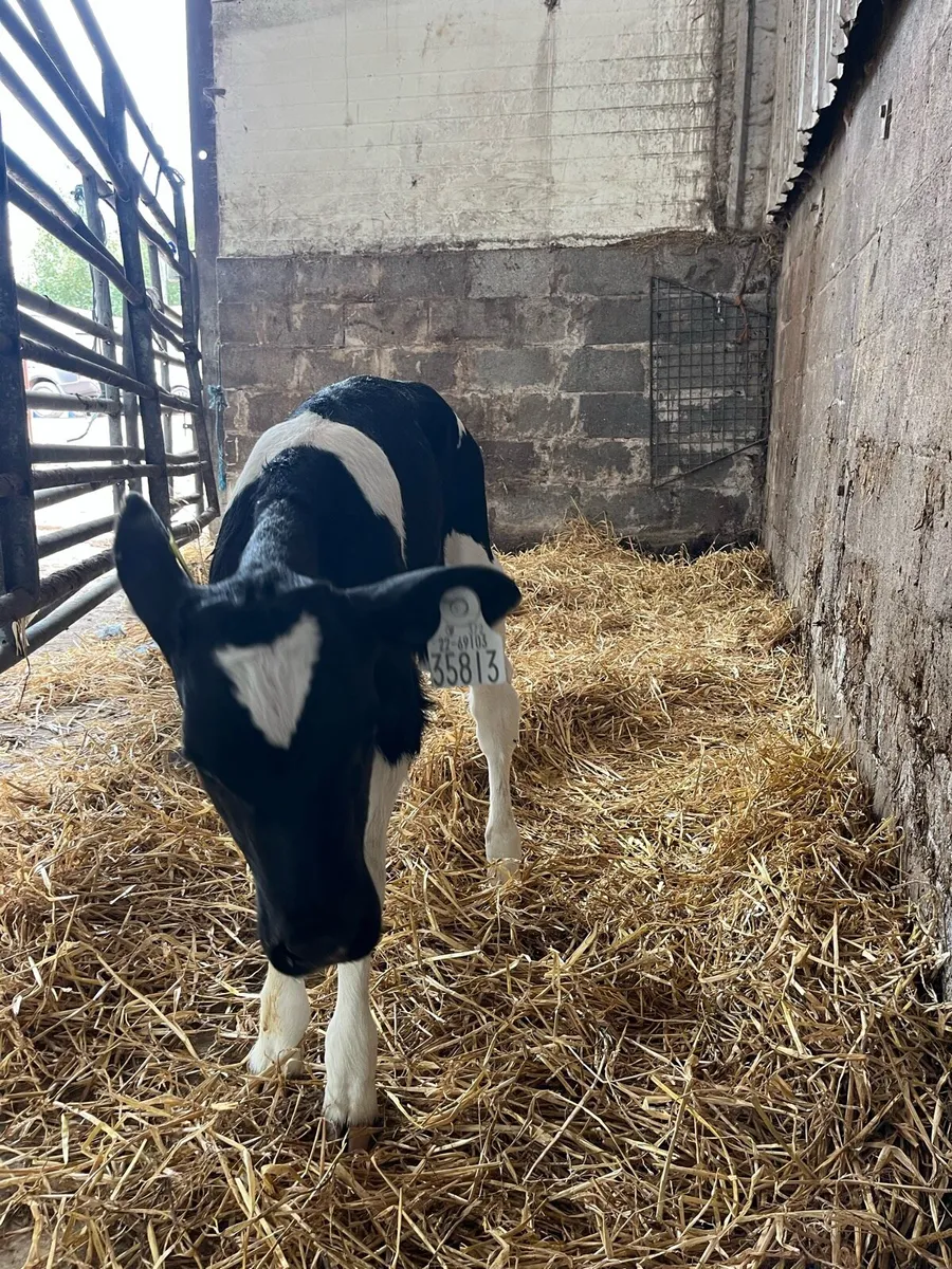 Fr Heifer calf - Image 2