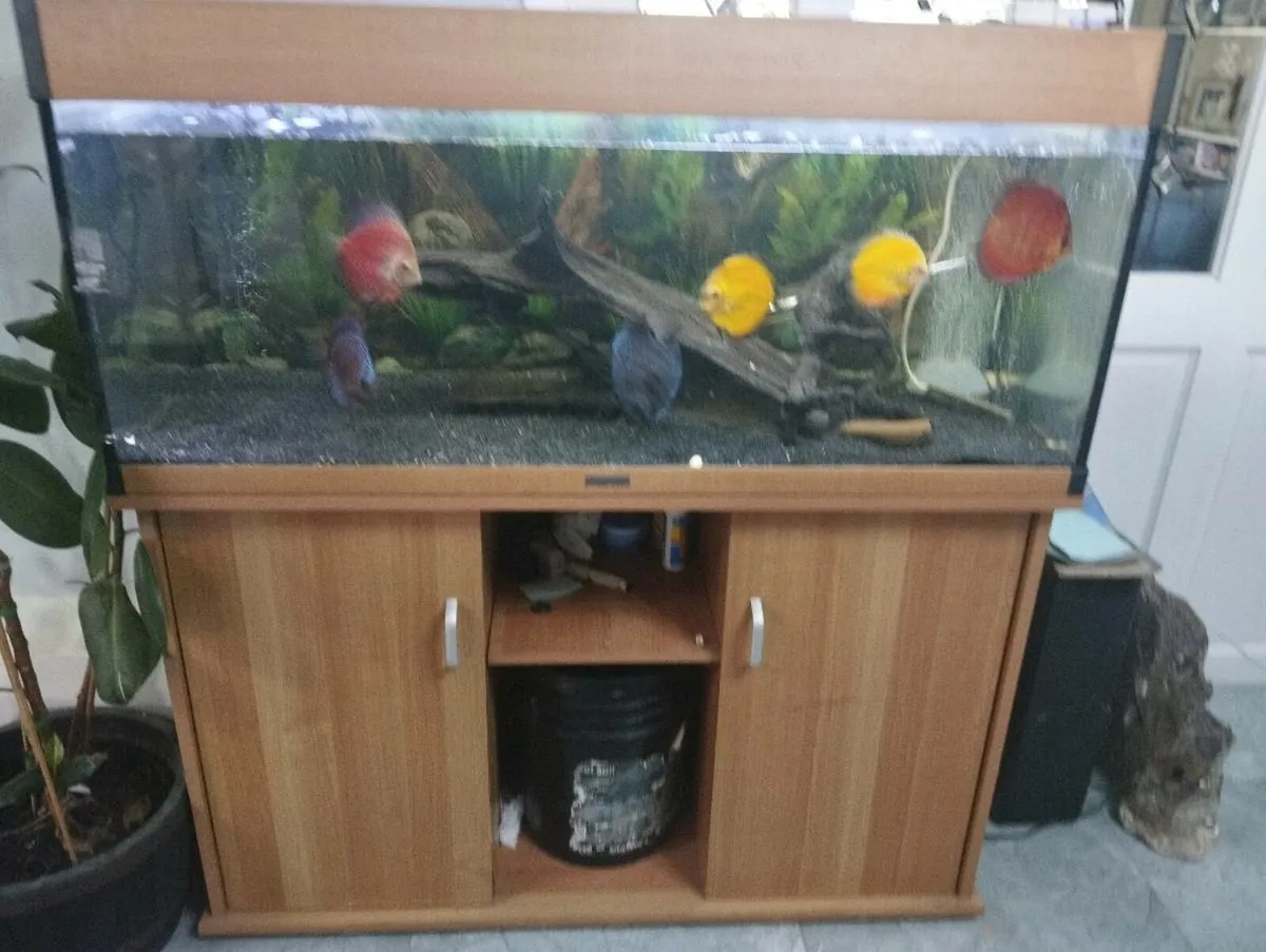 240 L fish tank - Image 1