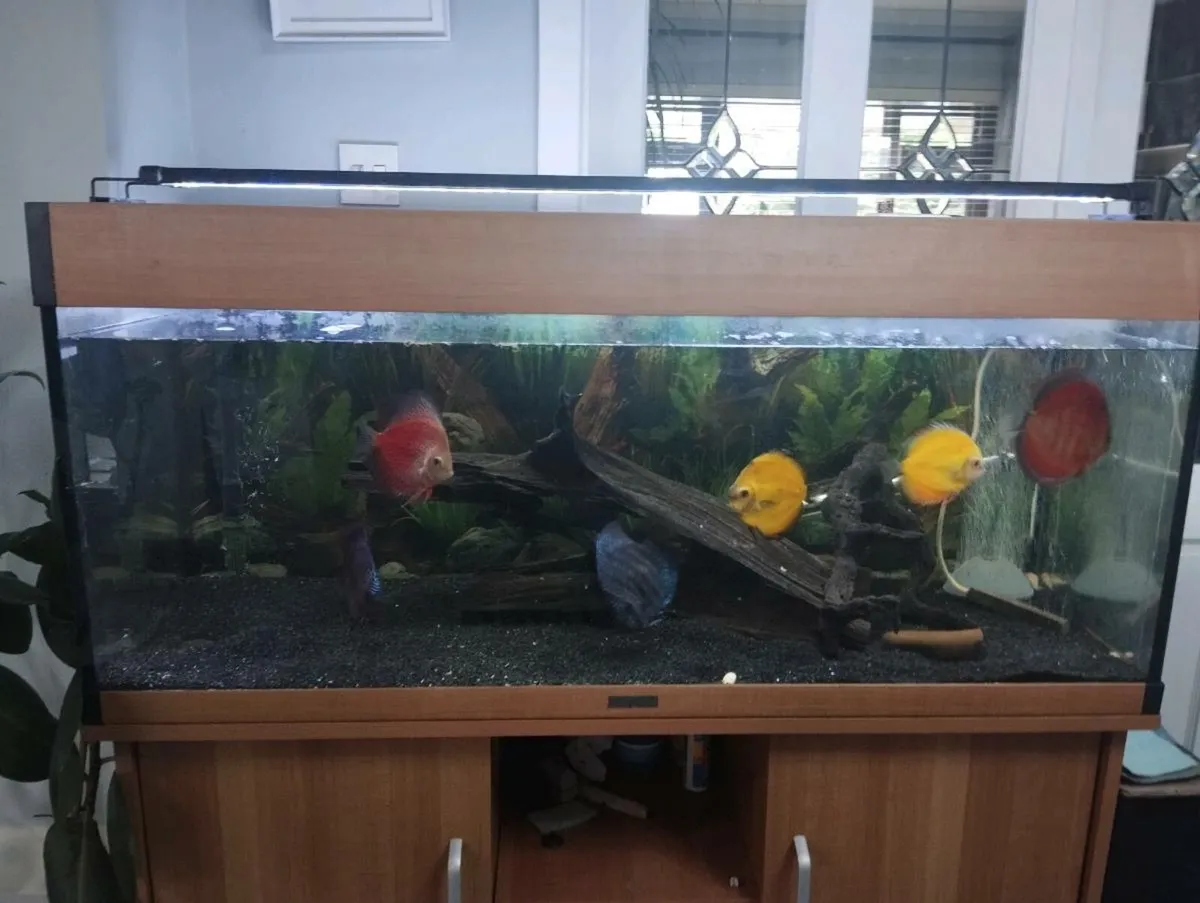240 L fish tank - Image 2