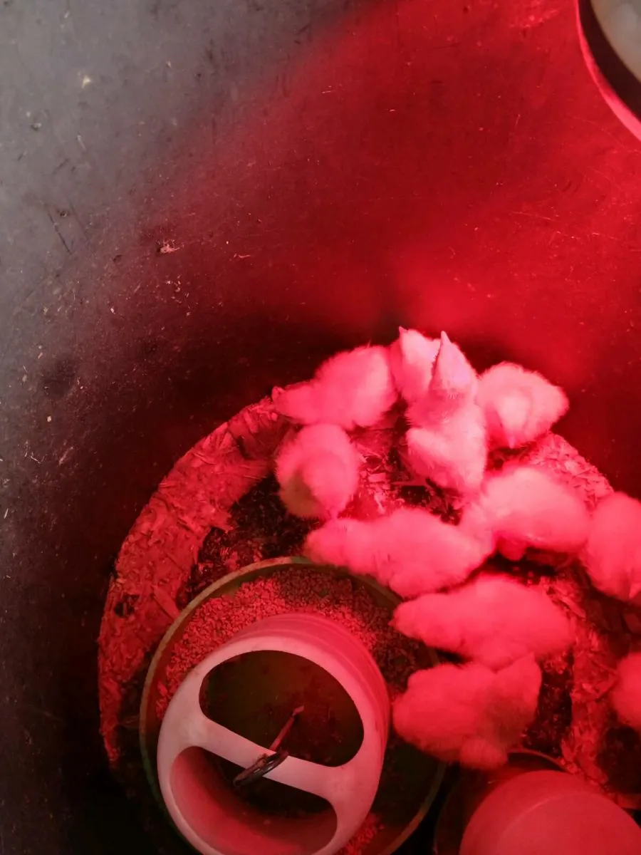 Poultry