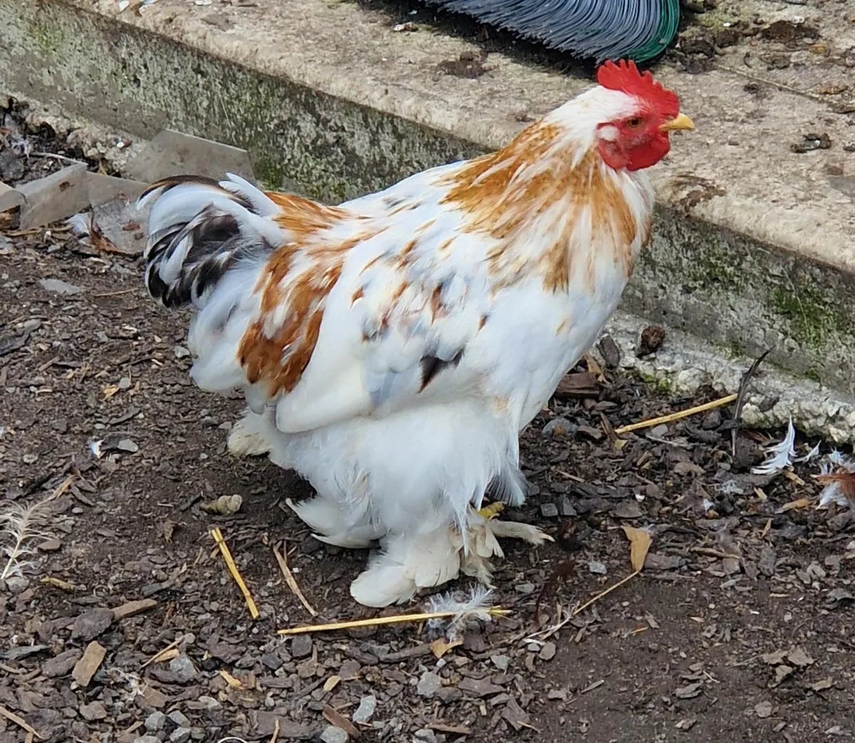 Poultry