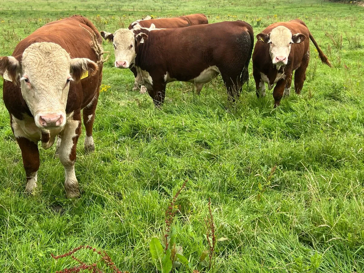PEDIGREE HEREFORD BULLS - Image 1