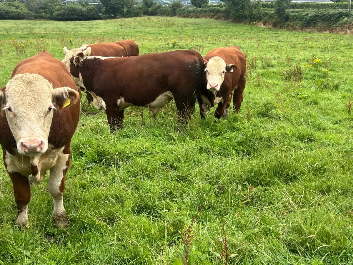 PEDIGREE HEREFORD BULLS - Image 2