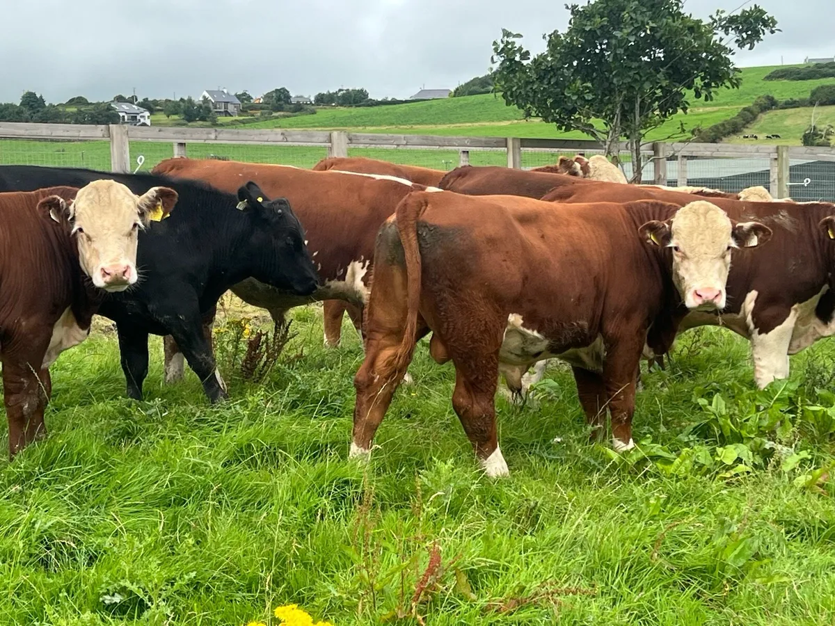 PEDIGREE HEREFORD BULLS - Image 3