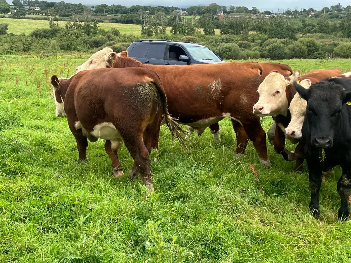 PEDIGREE HEREFORD BULLS - Image 4