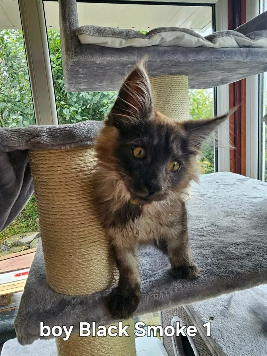 Maine Coon kittens 😸 pedigree - Image 3