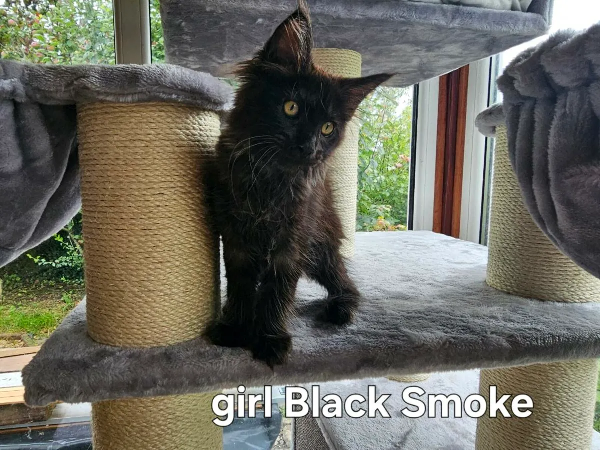 Maine Coon kittens 😸 pedigree - Image 2