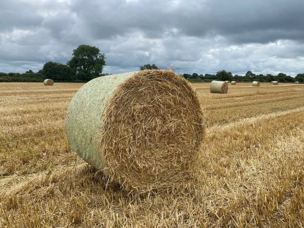 Round bales of barley straw - Image 1