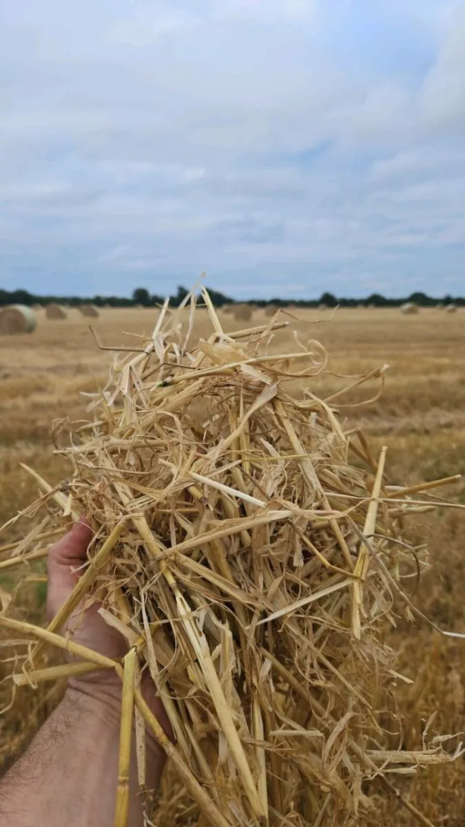 Round bales of barley straw - Image 3