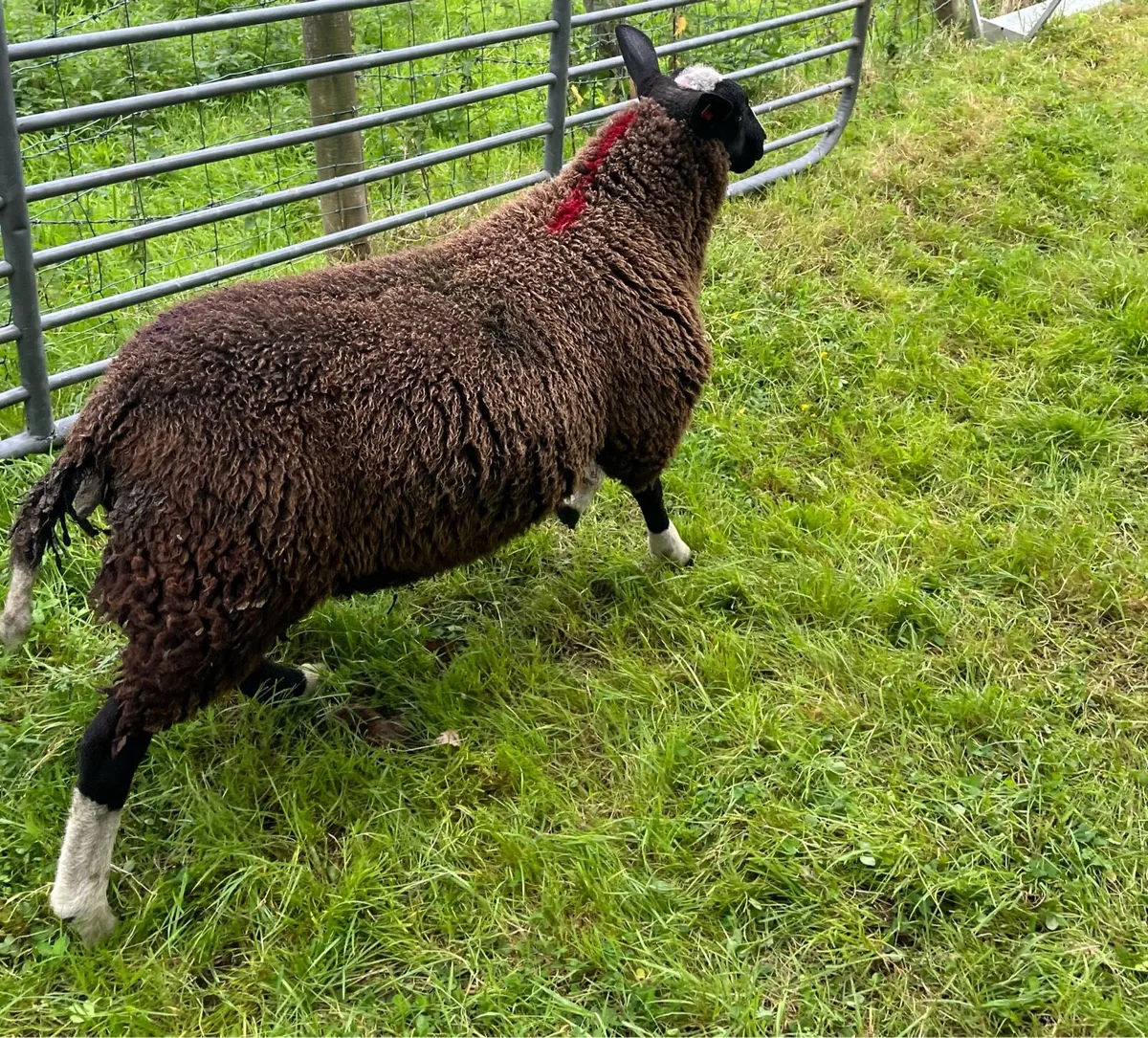 Zwartble PBNR breeding Ewe lambs - Image 1