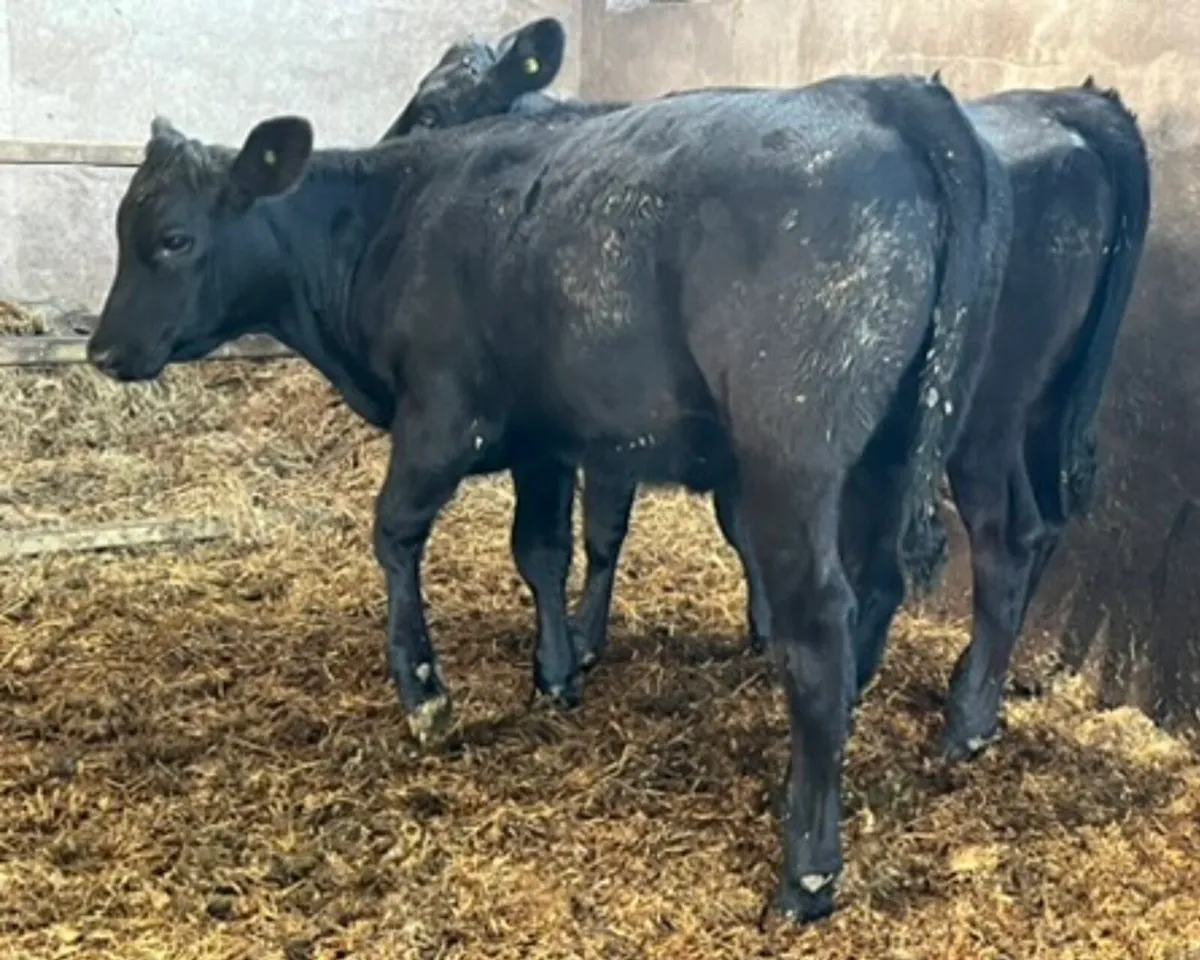 Top Quality Angus Weanlings For Sale - Image 1