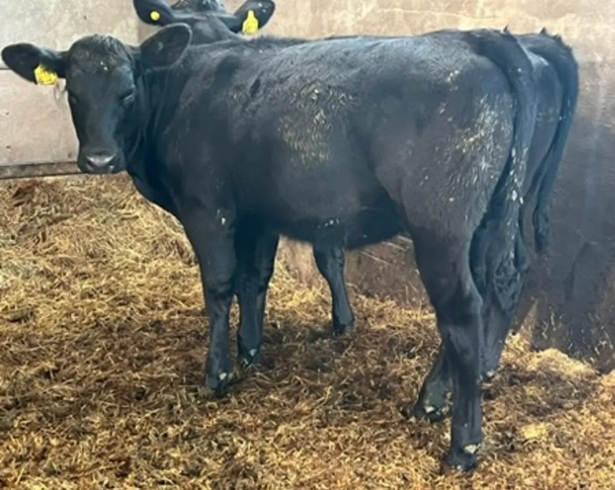 Top Quality Angus Weanlings For Sale - Image 2