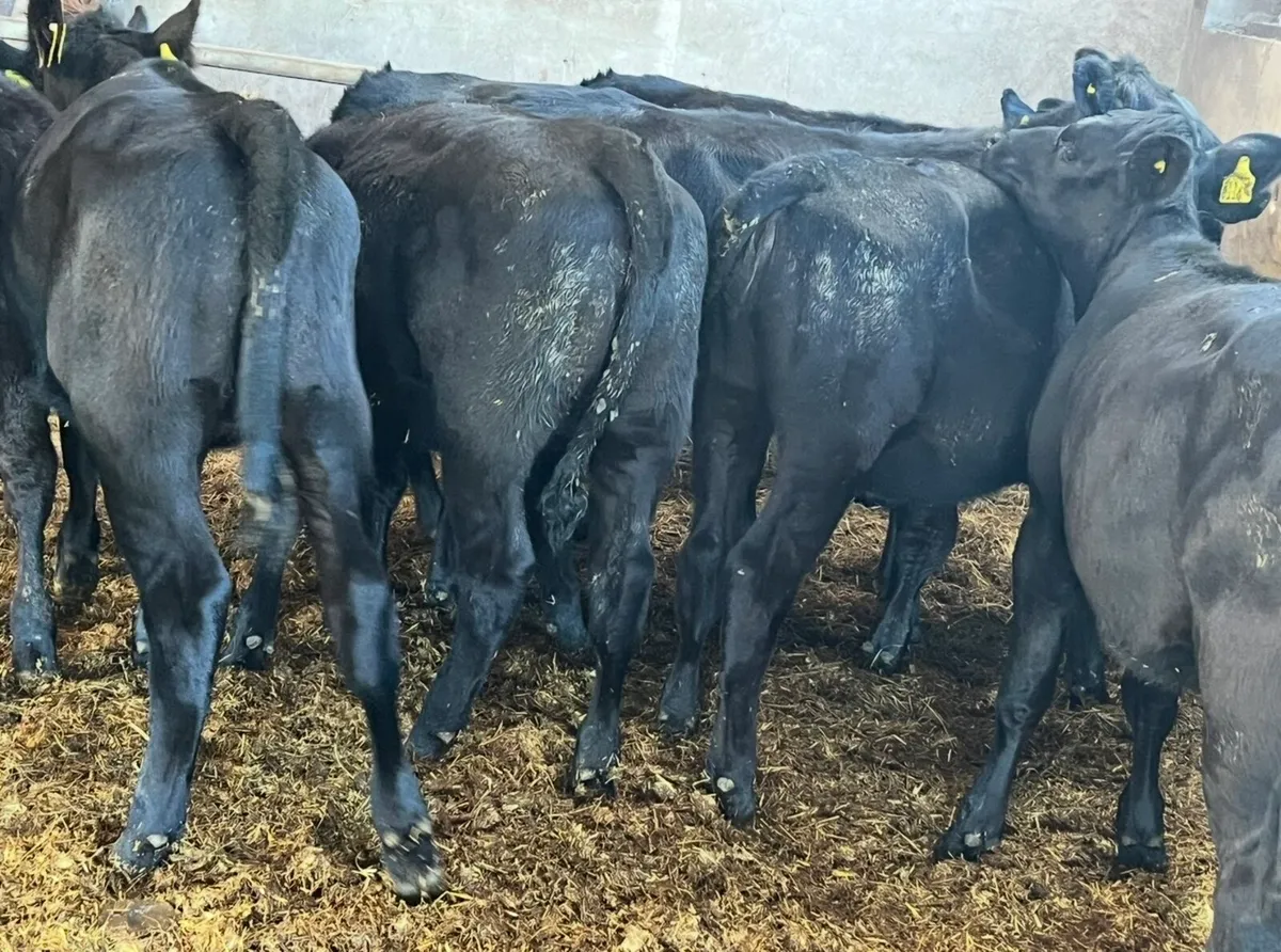 Top Quality Angus Weanlings For Sale - Image 3