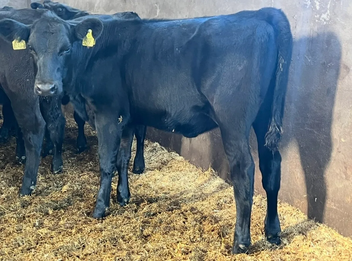 Top Quality Angus Weanlings For Sale - Image 4