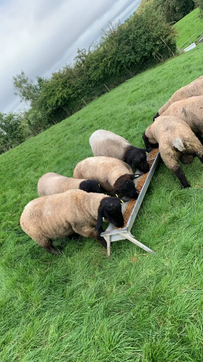 Suffolk Ram Lambs - Image 1