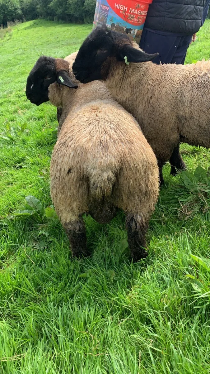 Suffolk Ram Lambs - Image 2