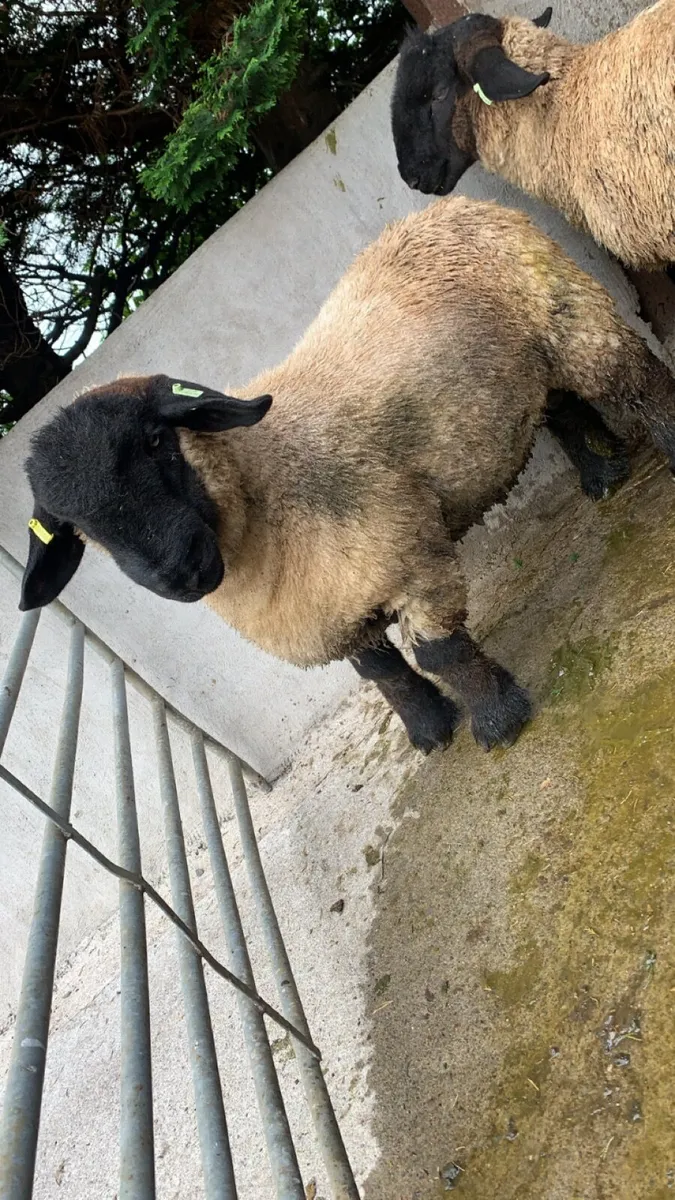 Suffolk Ram Lambs - Image 3