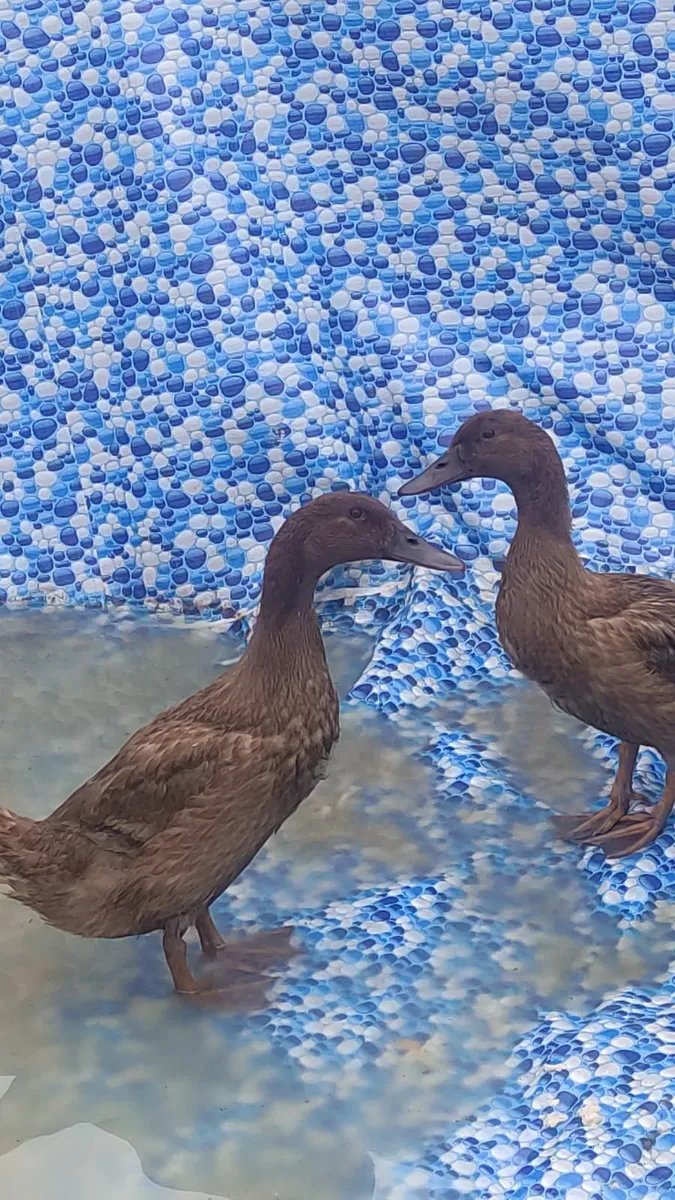 TWO DUCKS - Image 1