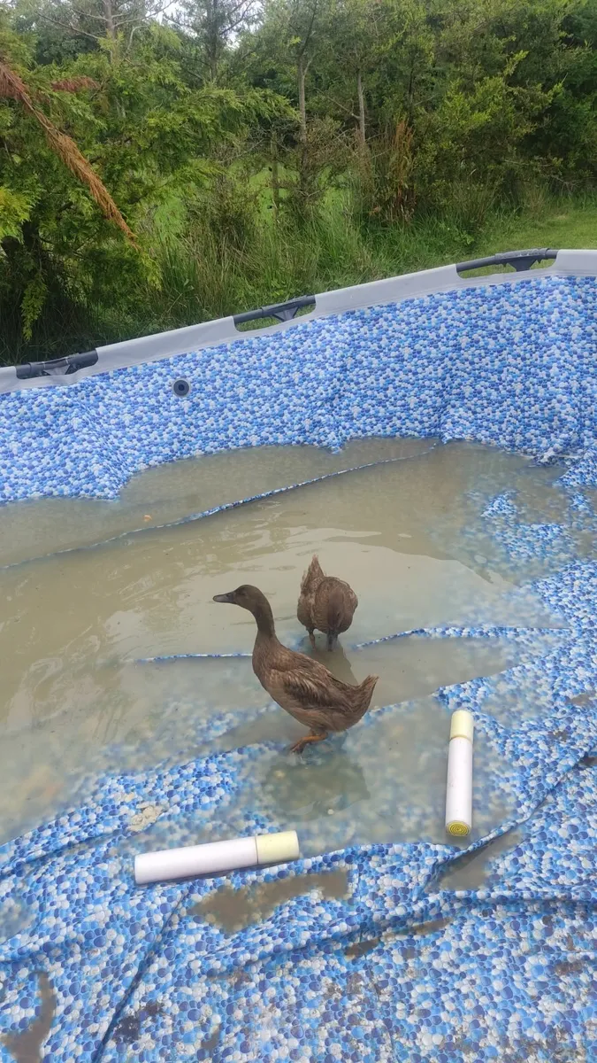 TWO DUCKS - Image 2