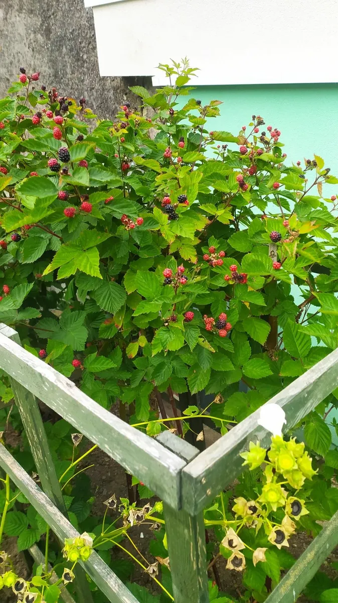 Plant Thornless blackberry - Image 1