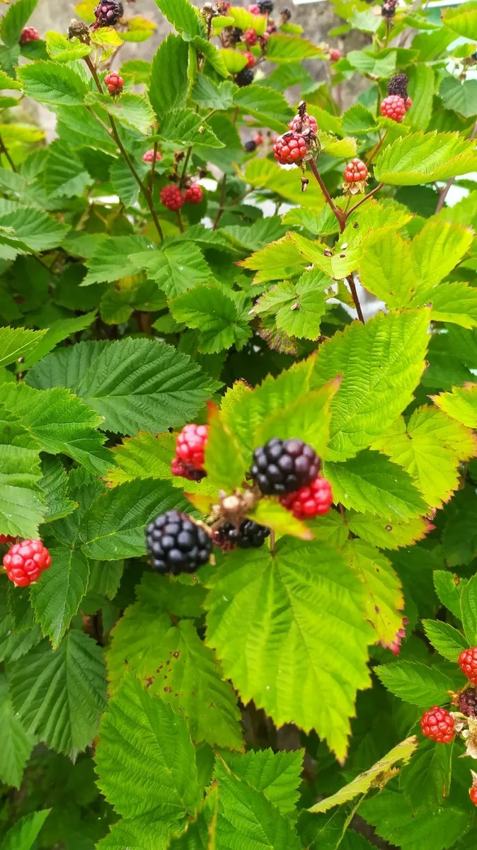 Plant Thornless blackberry - Image 2