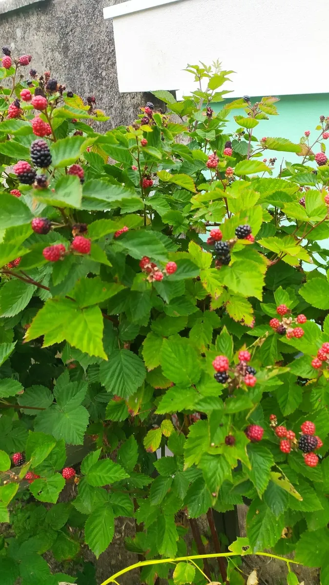 Plant Thornless blackberry - Image 3