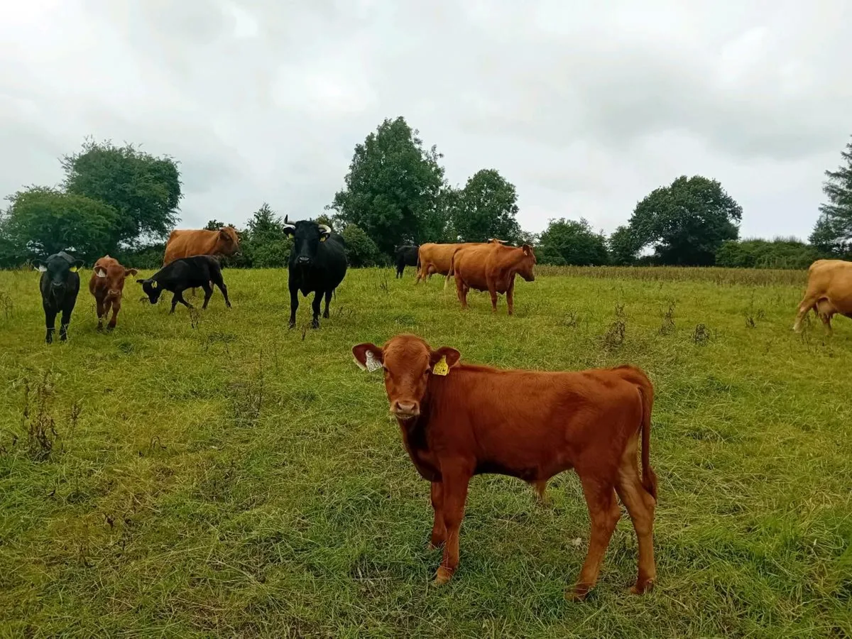 Dexter PBR cows and calves - Image 2