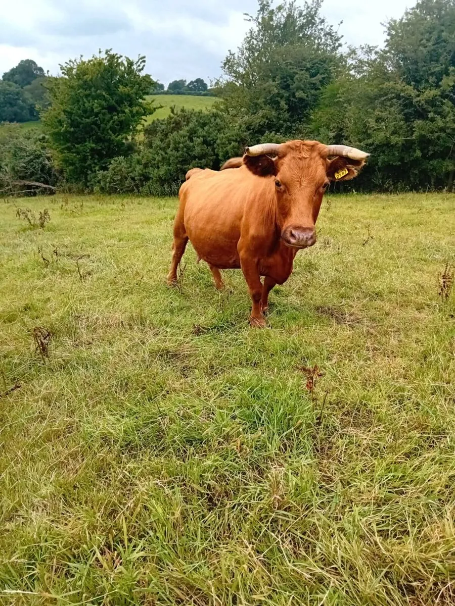 Dexter PBR cows and calves - Image 4
