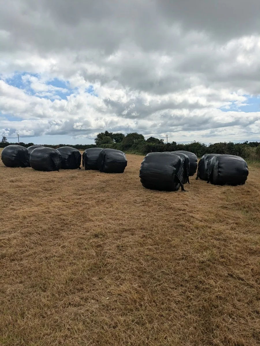 Haylage - Image 2