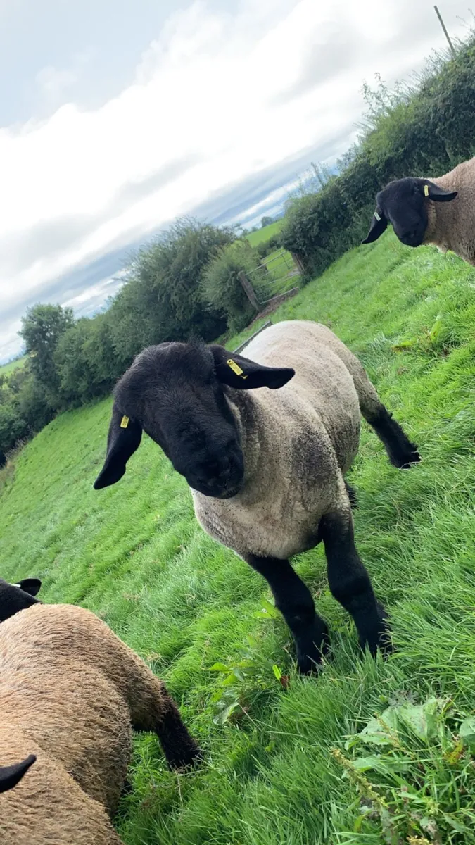 Suffolk Ram Lambs - Image 4